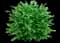Bayou Bliss Distylium — design image 1