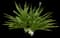 Asiatic poison lily — design image 14