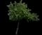 Chokecherry (Prunus virginiana) — design image 1