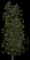 Common Hawthorn — design image 3