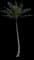 Coconut Palm — design image 21