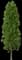 European Hornbeam — design image 7