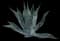 Blue American Agave Plant — design image 5