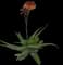 Soap Aloe — design image 15