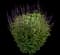 Woodland Sage — design image 27