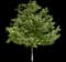 Red Sunset® Maple Tree — design image 1