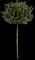 Daubs Frosted Chinese Juniper — design image 1
