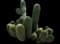Golden Torch Cactus — design image 1