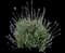 French Lavender — design image 5