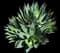 Fox Tail Agave — design image 18