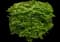 Burning Bush — design image 14