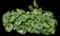 Leopard Plant — design image 1