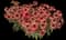Coneflower — design image 6