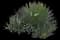Thread-leaf Agave — design image 5