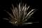 New Zealand Flax (Phormium tenax) — design image 3