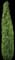 'Graham Blandy' Columnar Boxwood — design image 5