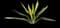 Giant Cabuya — design image 8