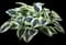 Blue Ivory Hosta — design image 1