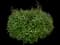 Japanese Spiraea — design image 7