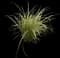 Variegated Spider Plant — design image 4