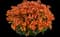 Nesia™ Tangerine Nemesia hybrida — design image 1