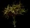 Torch Aloe — design image 27