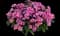 Phloxstar™ Pink Phlox drummondii — design image 1