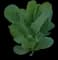 Lettuce — design image 2