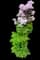 Meadow Rue Plant (Thalictrum) — design image 1
