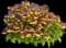Cape Jewels Nemesia — design image 4