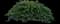 Creeping Juniper — design image 6