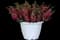 Angelflare cranberry snapdragon — design image 2