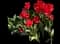 Tulip 'Trautmansdorff' — design image 1