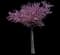 Eastern Redbud Tree — design image 9