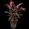 'Red Sister' Cabbage Palm — design image 23