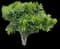 Chenille plant — design image 3