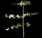 Espalier Apple Tree — design image 2