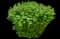 Burning Bush — design image 10