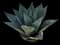 Whale's Tongue Agave — design image 4
