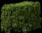 Golden Privet 'Aureum' — design image 9