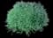 Arborvitae Pancake™ — design image 1