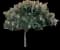 Golden Raintree — design image 1