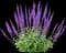 Woodland Sage — design image 21
