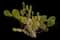 Bunny Ears Cactus — design image 6