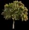 Golden Raintree — design image 2