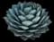 Parry's Agave — design image 3