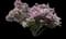 Common Lilac — design image 4