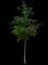 Willow Oak Tree — design image 3