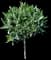 Olive Tree — design image 6