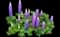 Lupine — design image 3